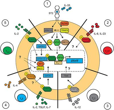 Pleiotropic Effects of IL-33 on CD4+ T Cell Differentiation and Effector Functions